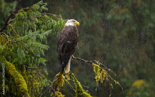 Bald Eagle in the Rain