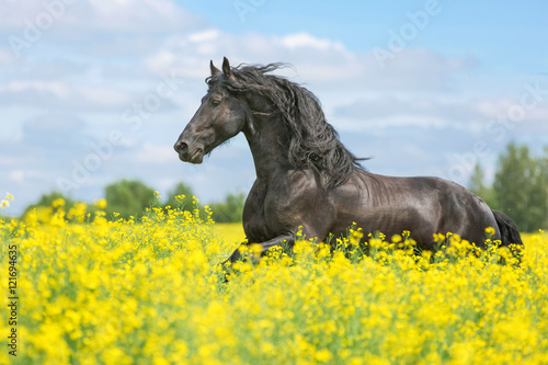 Fototapeta Naklejka Na Ścianę i Meble -  Beautiful friesian stallion running on the yellow meadow.