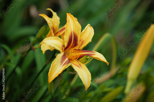 Fototapeta Naklejka Na Ścianę i Meble -  Fleur de lys