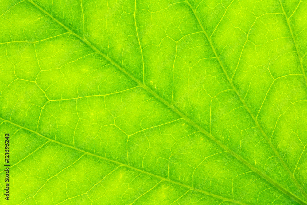 Leaf texture or leaf background for design. Abstract green leaf. Leaf texture or leaf background for design. Abstract green leaf.
