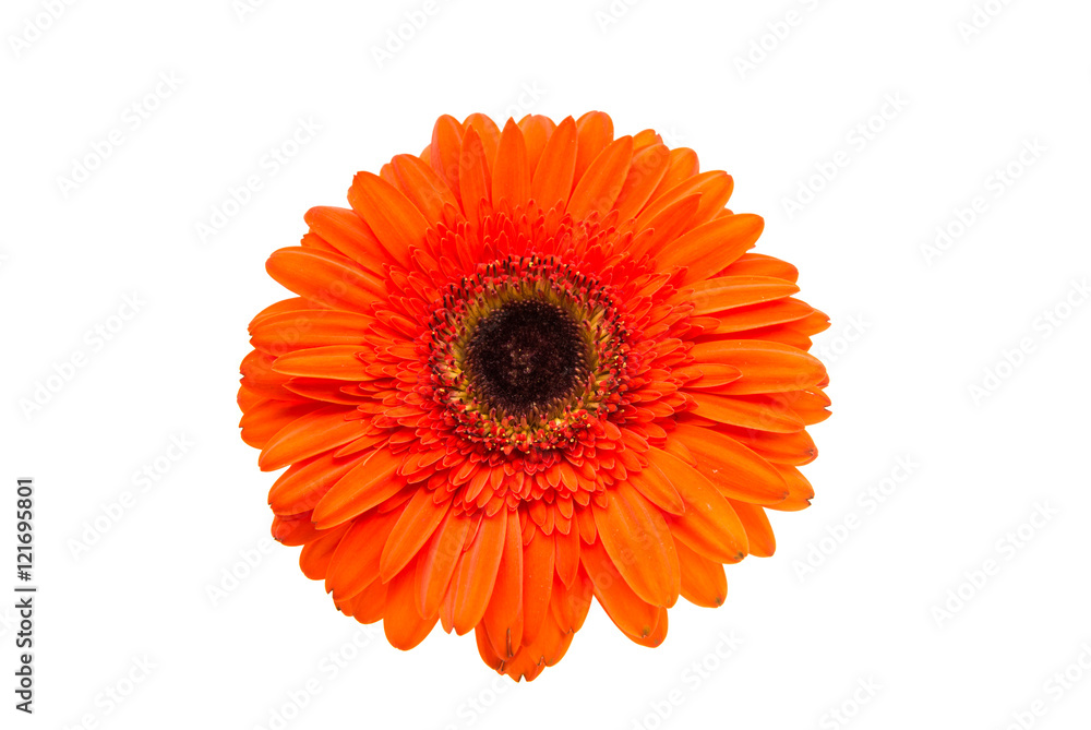 orange gerbera