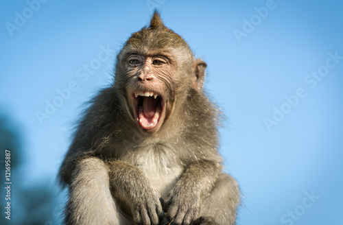 Photography Monkey