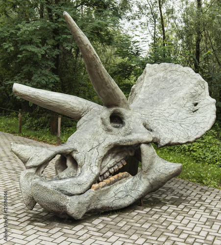 Triceratops dinosaur skull.