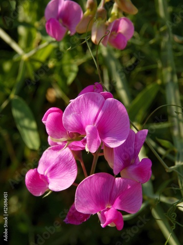 pink flowers of sweet pea plant
