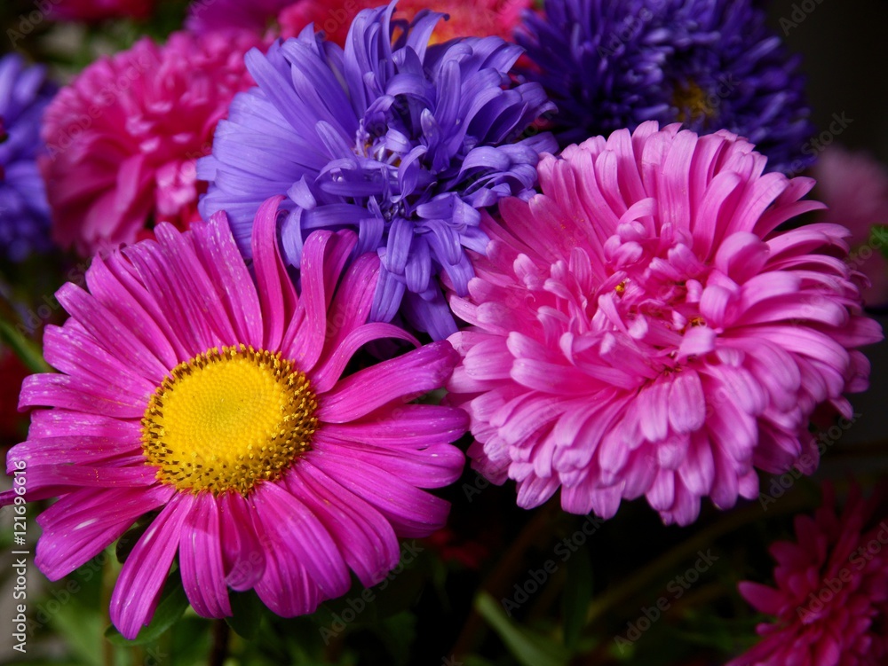 multicolor asters flowers close up multicolor asters flowers close up