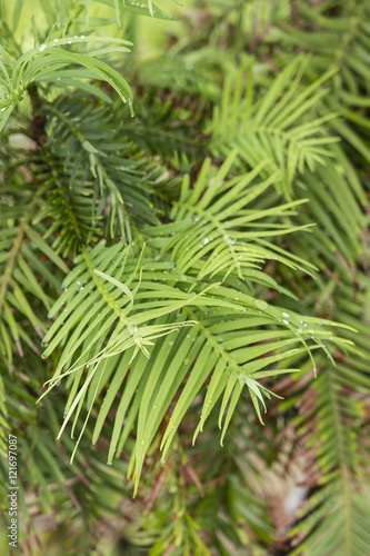 The prehistoric Wollemia nobilis tree.