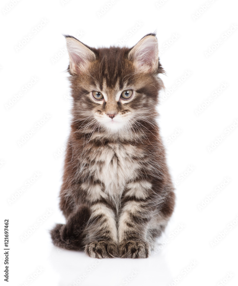 Fototapeta premium small maine coon cat looking at camera. isolated on white backgr
