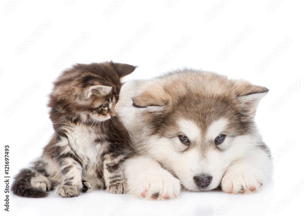 small maine coon cat looking looking at a alaskan malamute dog. isolated on white small maine coon cat looking looking at a alaskan malamute dog. isolated on white