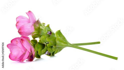 siam tulip flower isolated on white background