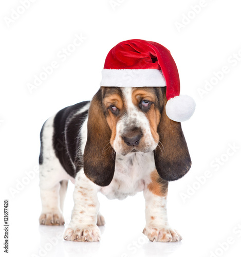 Young basset hound puppy in red santa hats. isolated on white ba © Ermolaev Alexandr