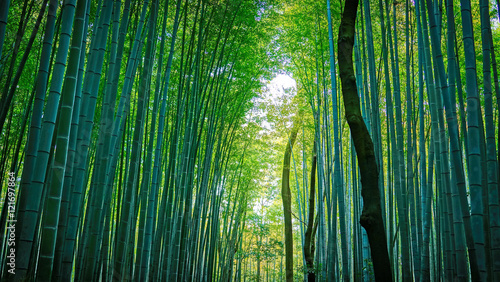 Arashiyama s Bamboo Forest Tokyo  Japan 