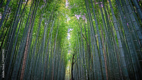 Arashiyama's Bamboo Forest,Tokyo (Japan)