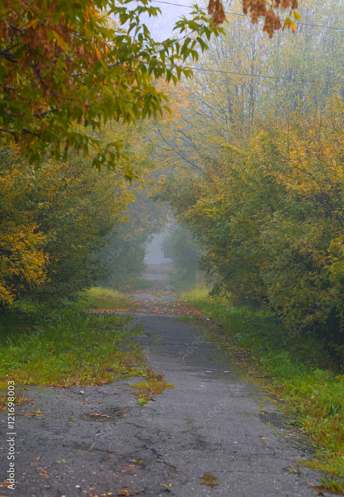 Obraz premium foggy morning park sidewalk in the autumn