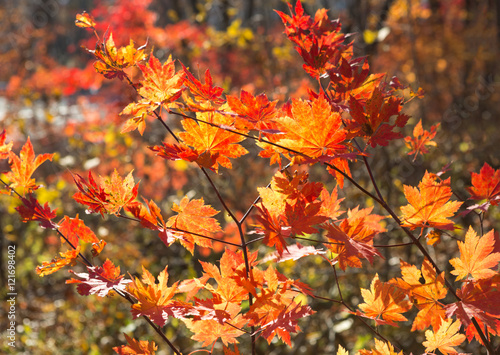  autumn red maple.