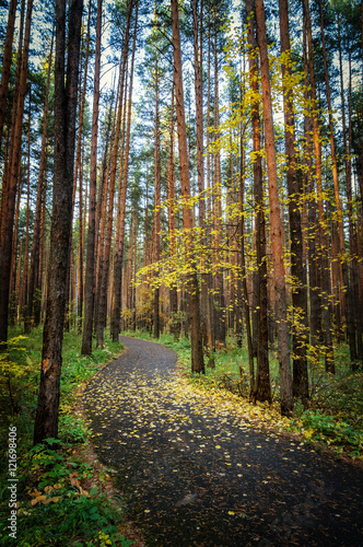 тенистый осенний лес с парковой дорожкой 