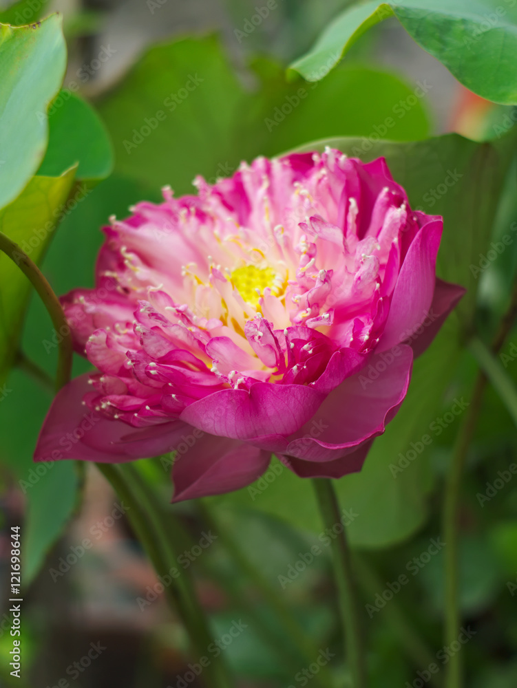 lotus, Indian lotus, sacred lotus, bean of India, or Nelumbo nucifera, a national flower of India and Egypt