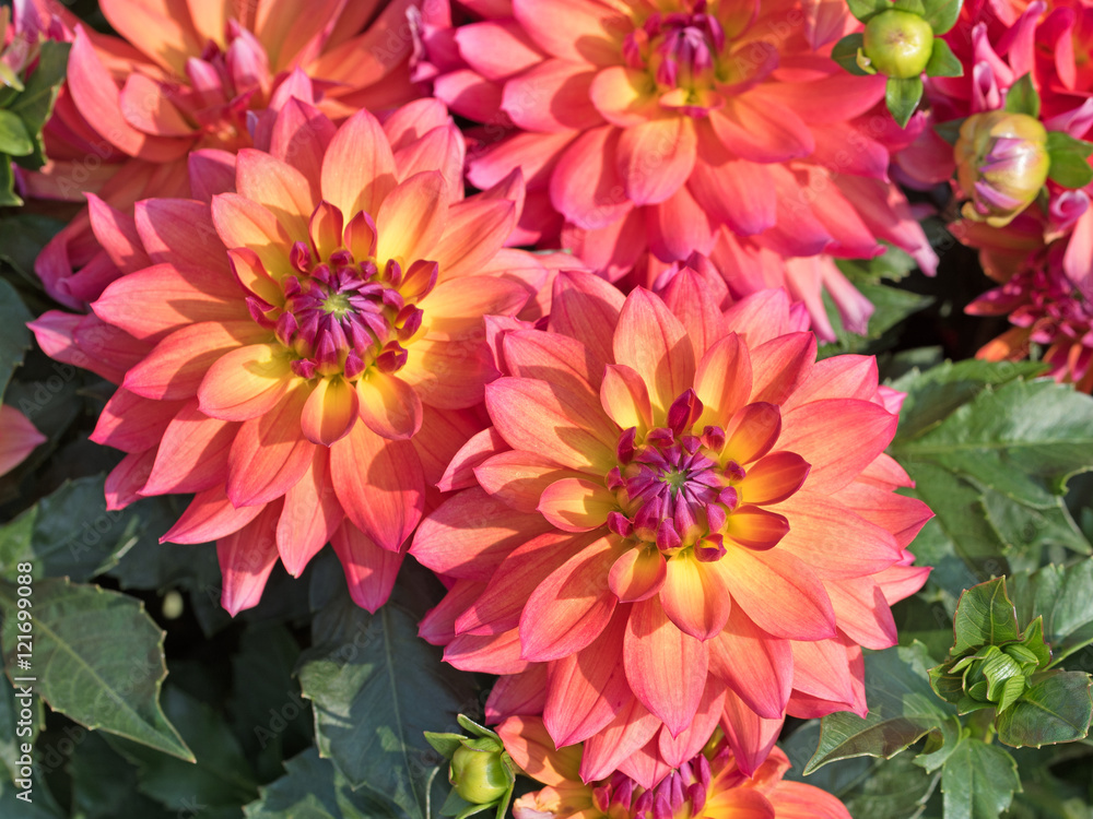 Dahlien, Dahlias Dahlien, Dahlias