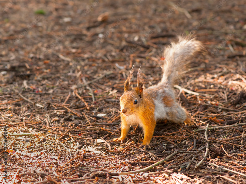 Old squirrel Old squirrel