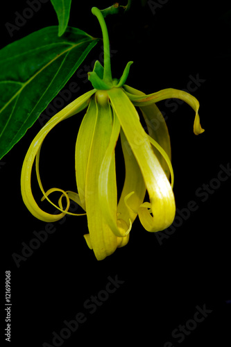 Kananga or Ylang ylang flower with black background