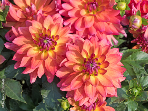 Dahlien, Dahlias
