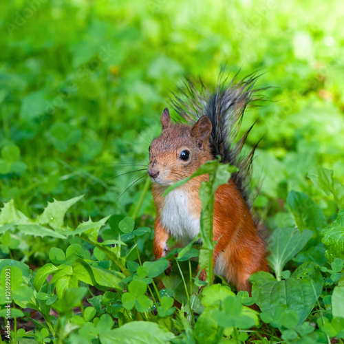 Squirrel © Igor Kovalchuk