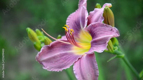 Beautiful Light purple daylily in garden