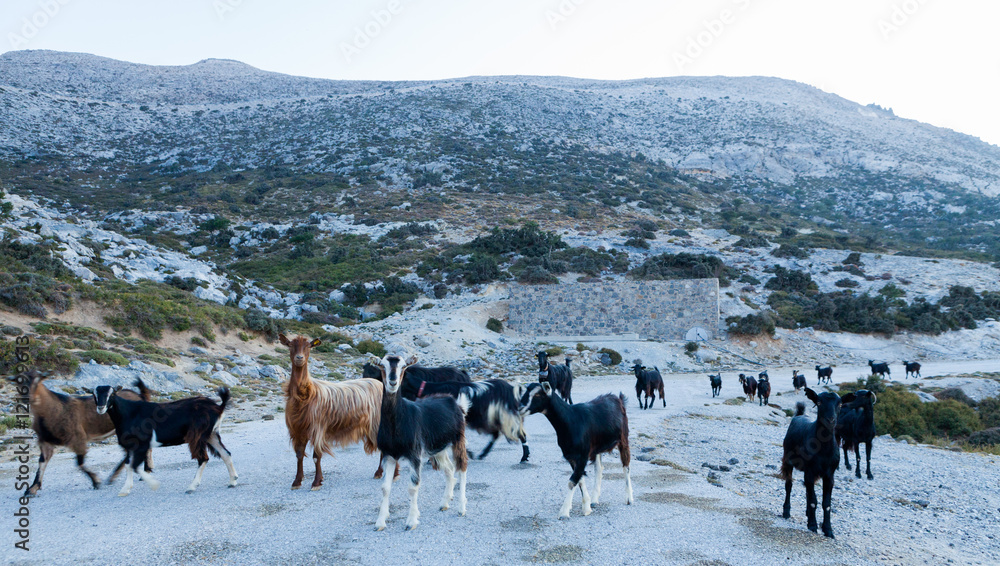 Obraz premium Troupeau de chèvres dans la montagne crétoise