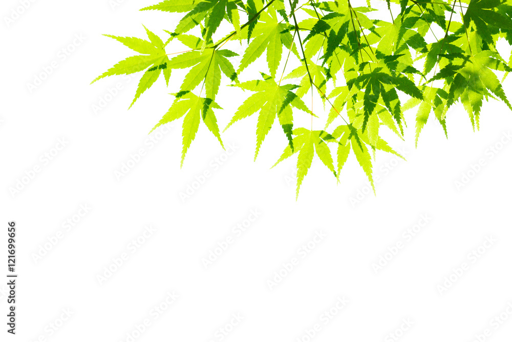 Green leaves isolated on white. Green leaves isolated on white.