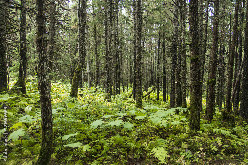 Green Forest