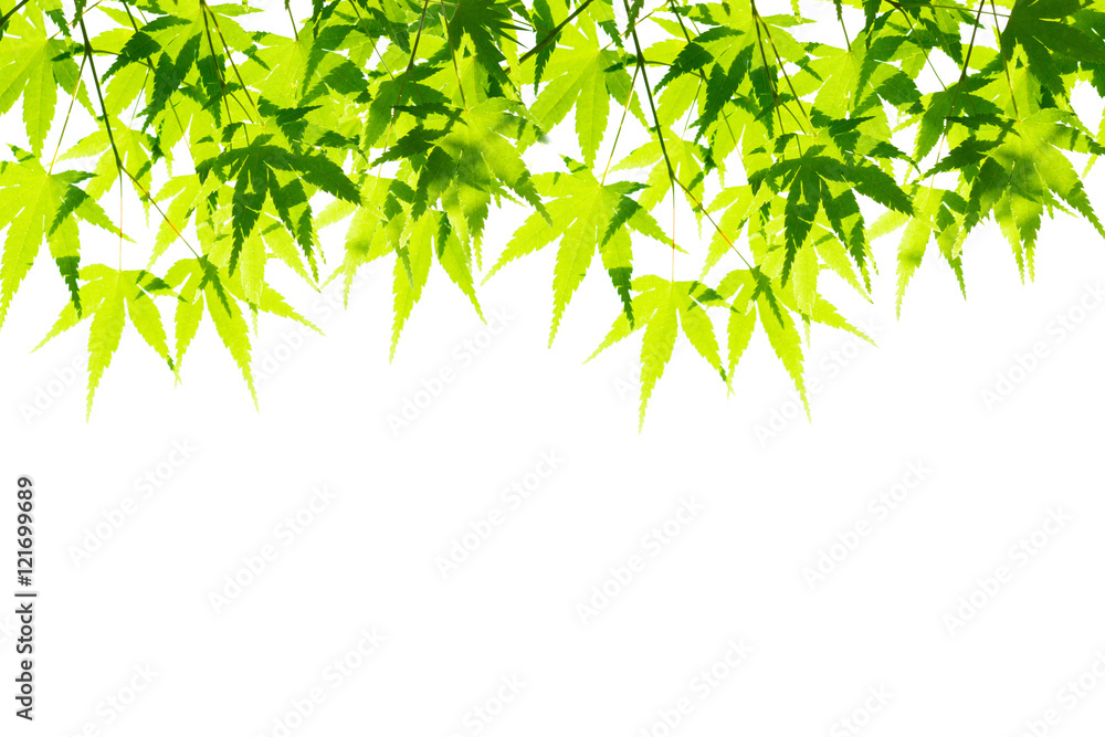 Green leaves isolated on white.