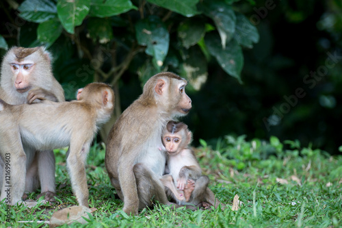 mother and baby monkey with nature background © ittipol