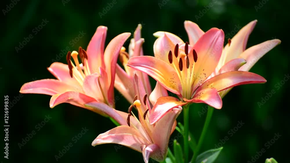 Pink Hemerocallis on a sunny day Pink Hemerocallis on a sunny day