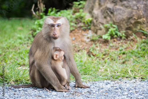 mother and baby monkey with nature background © ittipol