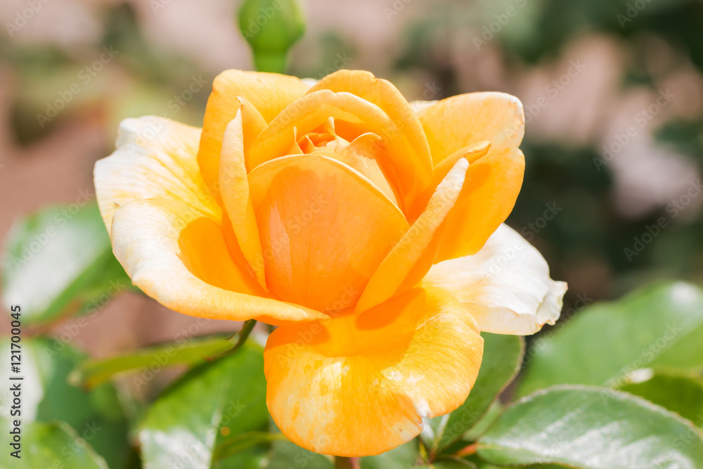 Beautiful yellow rose with green leaf in flower garden.
