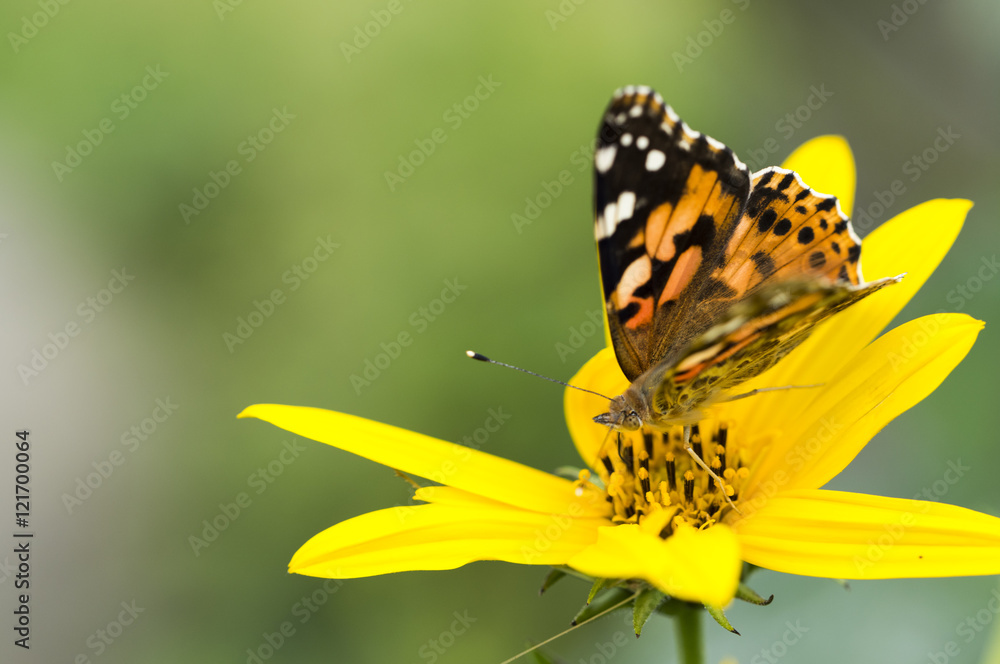 butterfly butterfly