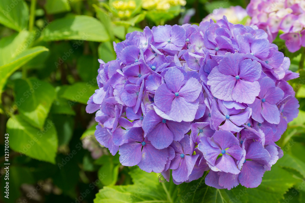 Beautiful Hydrangeas purple flowers in japan garden.