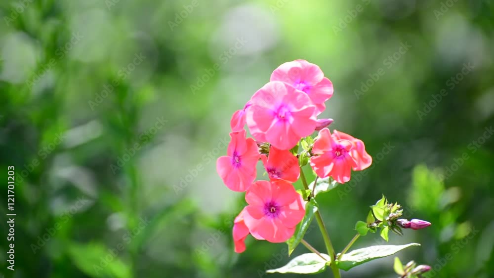Beautiful bright pink varietal phlox close-up Beautiful bright pink varietal phlox close-up