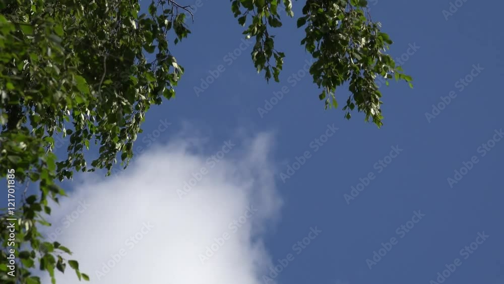 birch tree branch swing in summer wind blue sky background. 4K birch tree branch swing in summer wind blue sky background. 4K