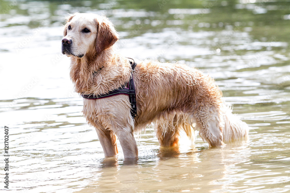 golden retriever standing on the water golden retriever standing on the water