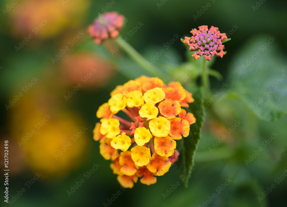 colorful Lantana camara flowers colorful Lantana camara flowers
