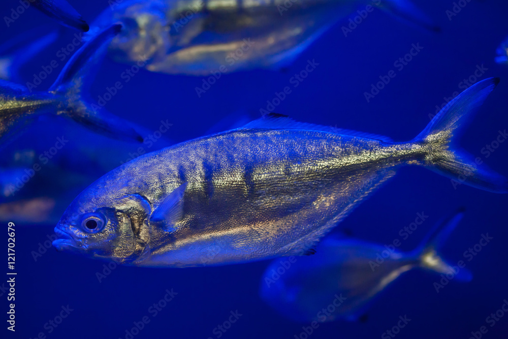 Fototapeta premium Atlantic horse mackerel (Trachurus trachurus).