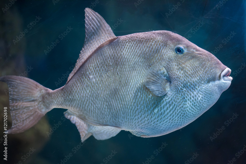 Naklejka premium Grey triggerfish (Balistes capriscus).