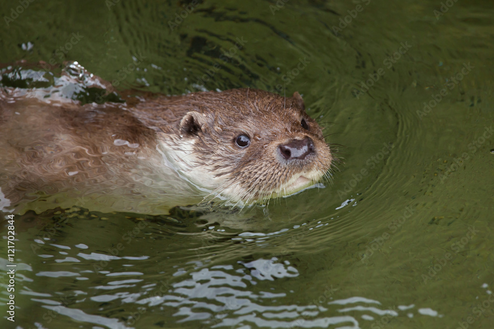 Eurasian otter.