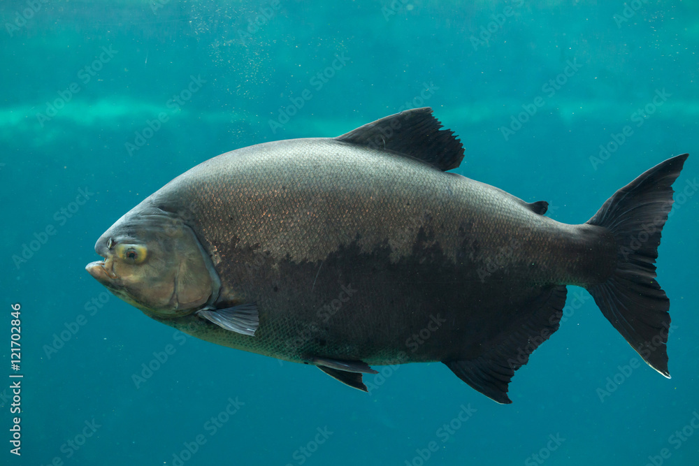Tambaqui (Colossoma macropomum). Tambaqui (Colossoma macropomum).