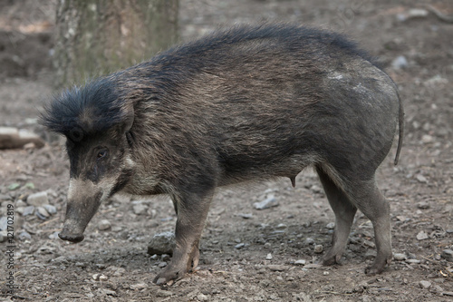 Visayan warty pig (Sus cebifrons).