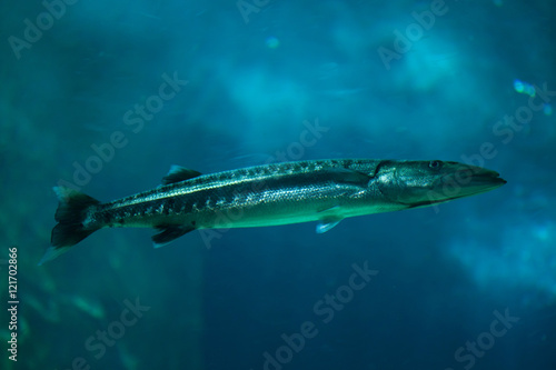 Great barracuda (Sphyraena barracuda).