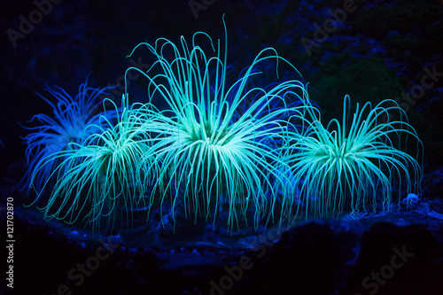 Cylinder anemone (Cerianthus membranaceus). photo