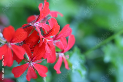 Fototapeta Naklejka Na Ścianę i Meble -  geranien mit bokeh