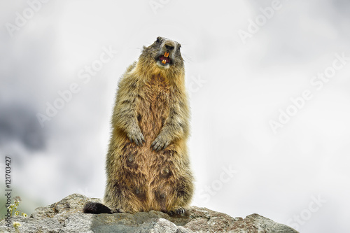 Heavenly Alpine marmot photo