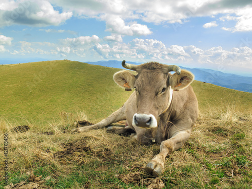 Vacas en los Pirineos photo